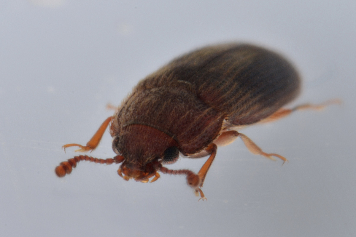 Biphyllidae: Diplocoelus sp?  S, Diplocoelus fagi